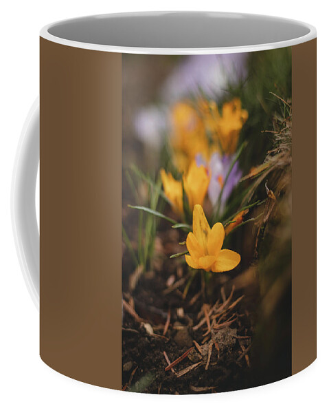 Romance Coffee Mug featuring the photograph Orange Crocus tommasinianus by Vaclav Sonnek