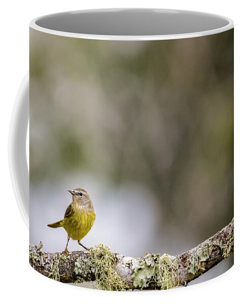 Orange-crowned Warbler Coffee Mug featuring the photograph Orange-Crowned Warbler by Cheri Freeman