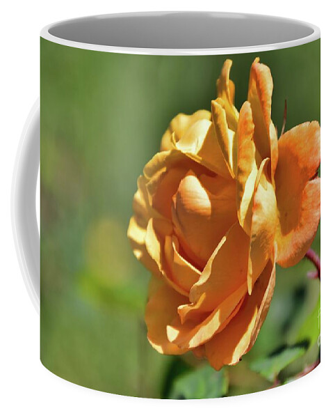 Roses Coffee Mug featuring the photograph Orange Loveliness by Diana Mary Sharpton