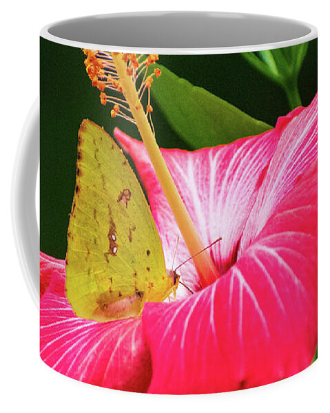 Hibiscus Coffee Mug featuring the photograph Orange Sulphur on Hibiscus by Mary Ann Artz