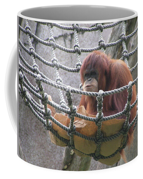 Audubon Zoo Coffee Mug featuring the photograph Orangutan by Heather E Harman