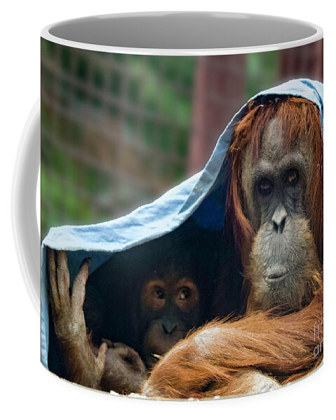 Orangutans Coffee Mug featuring the photograph Orangutan Mom and Baby by Shirley Dutchkowski