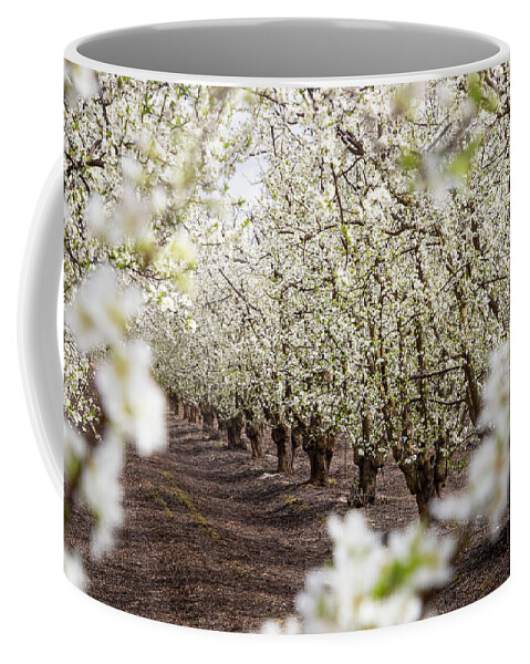 Blossom Trail Coffee Mug featuring the photograph Orchard With White Blossoms by Elvira Peretsman
