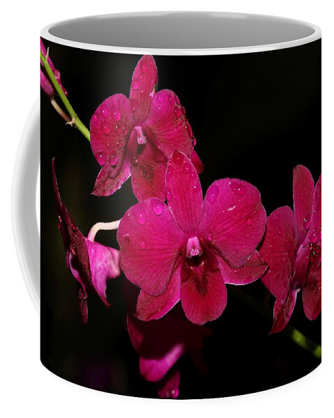 Orchid Coffee Mug featuring the photograph Orchid and Morning Due by Mingming Jiang