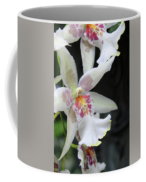 Orchids Coffee Mug featuring the photograph Orchids by Carolyn Stagger Cokley