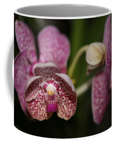 Orchid Coffee Mug featuring the photograph Orchids by Mingming Jiang