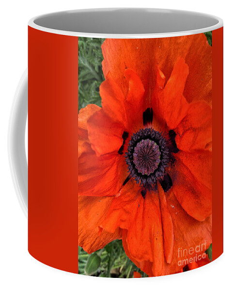 Red Coffee Mug featuring the photograph Oriental Poppy by Jeanette French