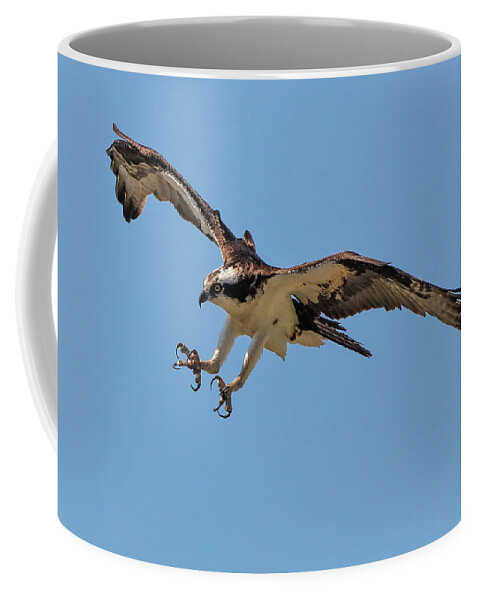Ospray Bird Coffee Mug featuring the photograph Ospray3a by John Linnemeyer