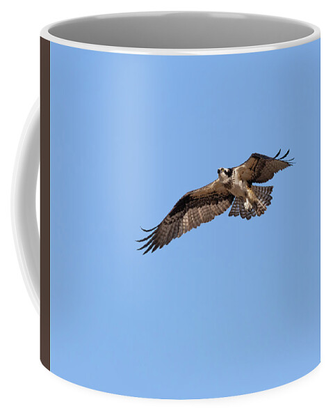 Osprey Coffee Mug featuring the photograph Osprey 2022-1 by Thomas Young