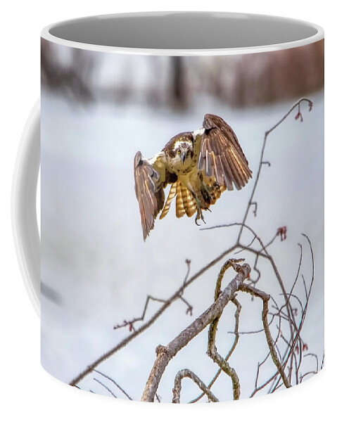 Bird Coffee Mug featuring the photograph Osprey - Coming At You by Ron Grafe