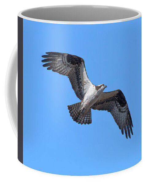 Nature Coffee Mug featuring the photograph Osprey in Flight DRB0282 by Gerry Gantt