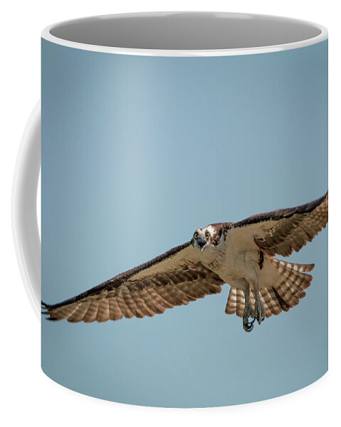 Wild Coffee Mug featuring the photograph Osprey in Flight by Kristia Adams