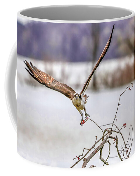 Bird Coffee Mug featuring the photograph Osprey Taking off by Ron Grafe