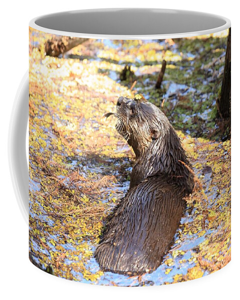 Otter Coffee Mug featuring the photograph Otter with A Fish in Mouth by Mingming Jiang