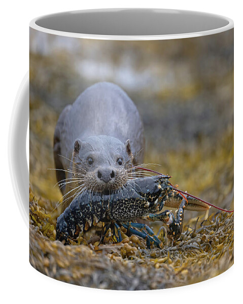 Eurasian Coffee Mug featuring the photograph Otter Bringing Ashore A Lobster by Pete Walkden
