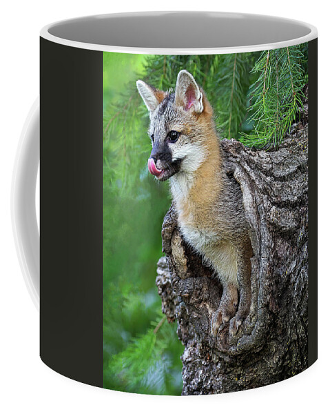 Fox Kit Coffee Mug featuring the photograph Out Pops a Gray Fox by Art Cole