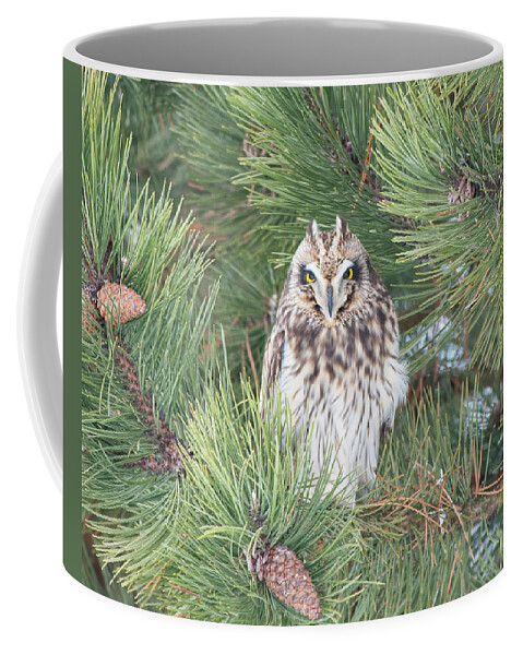 Short-eared Owl Coffee Mug featuring the photograph Owl In the Pine by CR Courson