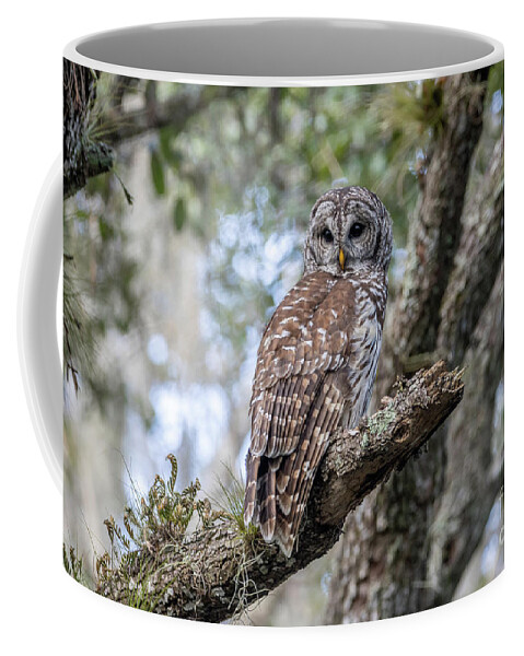Owl Coffee Mug featuring the photograph Owl on Branch by Tom Claud