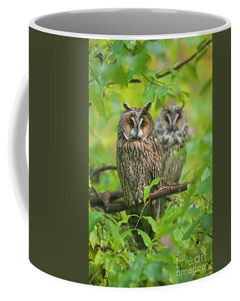 Two Coffee Mug featuring the photograph Owl Pair in Tree by Arterra Picture Library