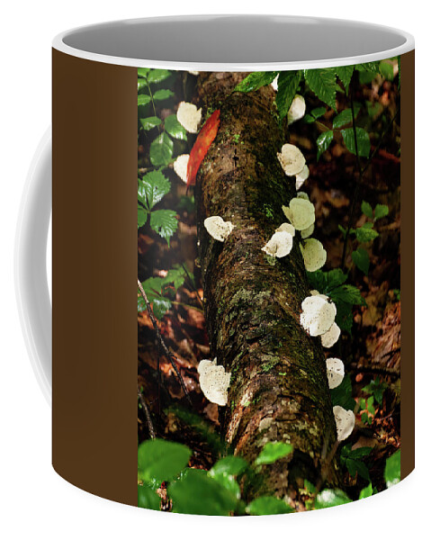 Oyster Mushrooms Coffee Mug featuring the photograph Oyster Mushrooms by Flees Photos