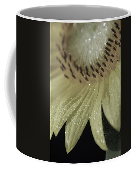 Sunflower Coffee Mug featuring the photograph Pale Sunswagger by Carolyn Stagger Cokley
