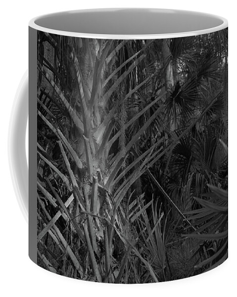 Princess Place Preserve Coffee Mug featuring the photograph Palm Forest, Princess Place Preserve, 2007 by John Simmons