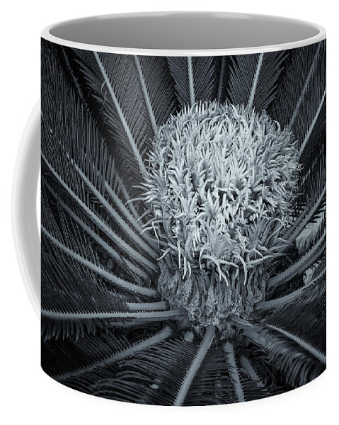 Waterloo House Coffee Mug featuring the photograph Palm Plant by Tom Singleton