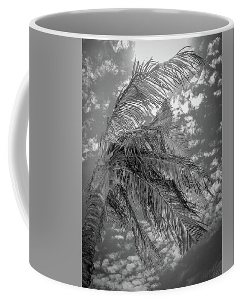 Mexico Coffee Mug featuring the photograph Palm Tree - Mexico by Frank Mari