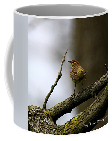Palm Warbler Coffee Mug featuring the photograph Palm Warbler by Mary Walchuck