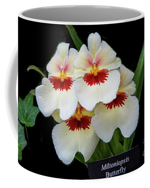 Conservatory Coffee Mug featuring the photograph Pansies on Parade by Marilyn Cornwell