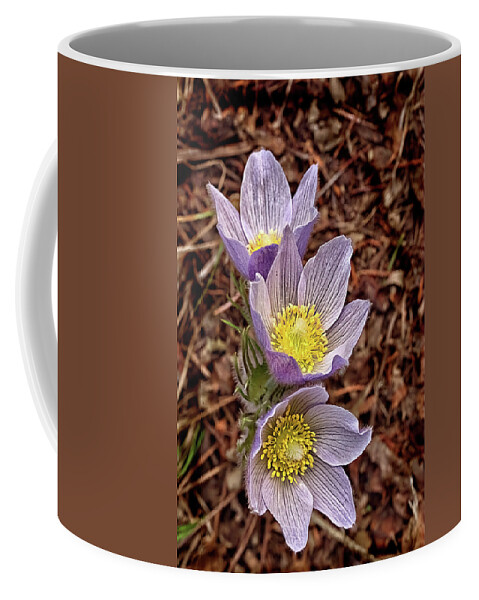 Flowers Coffee Mug featuring the photograph Pasque Flowers by Bob Falcone