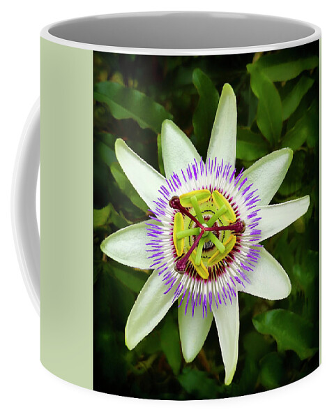 Andalucia Andalusia Applied Art Attraction Beautiful Beauty Biology Blossom Climbing Plant Color Colorful Colour Colourful Colours Countryside Rural Culture Design Elegant Europe Exquisite Flora Flower Heads Lovely Malaga Province Natural History Natural Phenomena Nature Overseas Passiflora Caerulea Passion Flower Perception Plant Parts Pretty Seasons Sepal Spain Spanish EspaÑa EspaÑol Spring Time Coffee Mug featuring the photograph Passion Flower, Passiflora Caerulea, flowering in Spain is a species of flowering plant by Panoramic Images