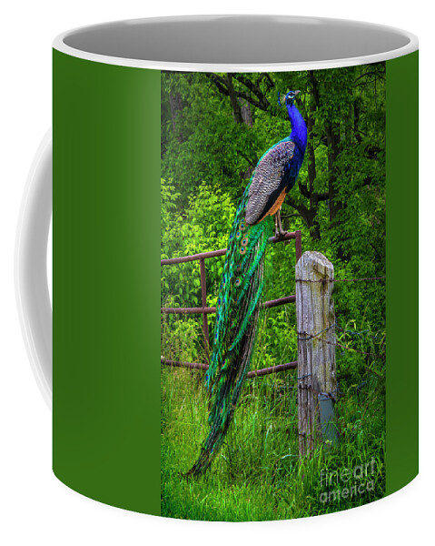 Peacock Coffee Mug featuring the photograph Peacock at High Noon by Shelia Hunt