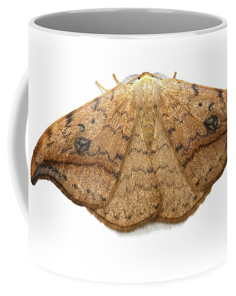 Pebble Hook Coffee Mug featuring the photograph Pebble Hook-tip Moth by Warren Photographic