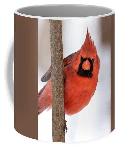 Cardinal Coffee Mug featuring the photograph Peekaboo by Alyssa Tumale