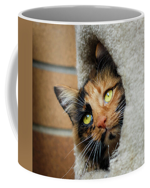 Art Coffee Mug featuring the photograph Peeping Tom Cat by Rick Deacon