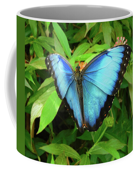 Butterfly Coffee Mug featuring the photograph Peleides Blue Morpho Butterfly by Emmy Marie Vickers