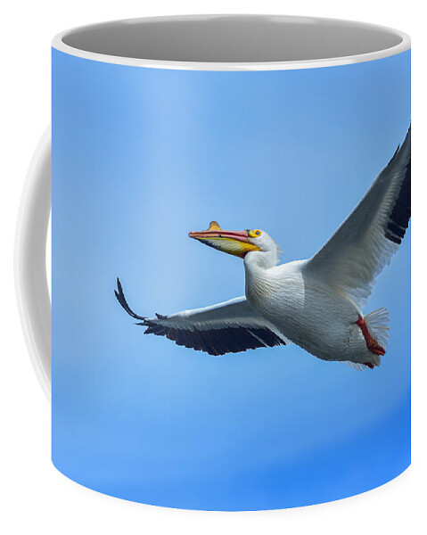 Great American Pelican Coffee Mug featuring the photograph Pelican Glide by Phil S Addis