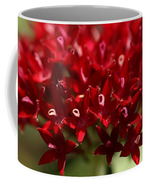 Penta Flower Coffee Mug featuring the photograph Red Penta Flowers by Mingming Jiang