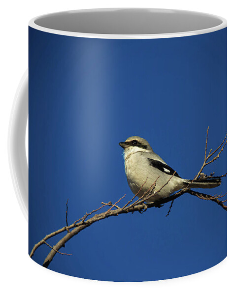 Loggerheadshrike Coffee Mug featuring the photograph Perched by Pam Rendall