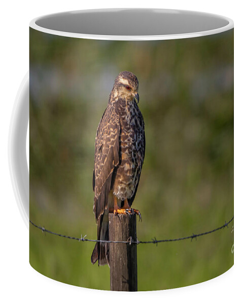 Kite Coffee Mug featuring the photograph Perched Snail Kite by Tom Claud