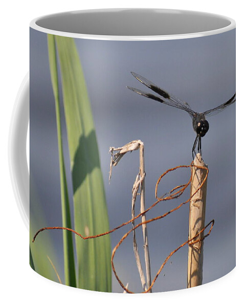 Black Coffee Mug featuring the photograph Perched by Stacy Abbott