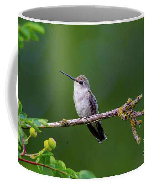 Hummingbird Coffee Mug featuring the photograph Perching hummer by Jeff Swan