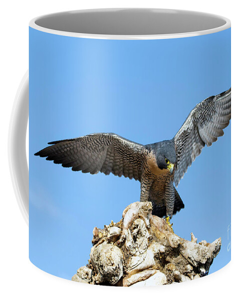 Falcon Coffee Mug featuring the photograph Peregrine Falcon #5 by Shirley Dutchkowski