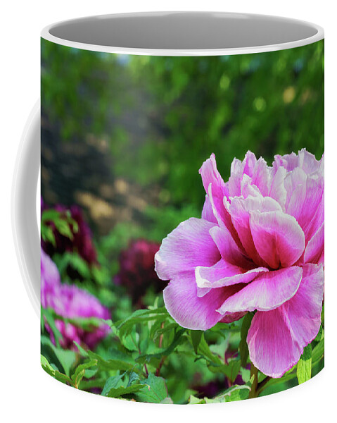 Perfect Coffee Mug featuring the photograph Perfect Pink Peony by Marianne Campolongo