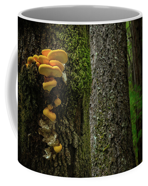 Tree Coffee Mug featuring the photograph Perspective by Ryan Workman Photography