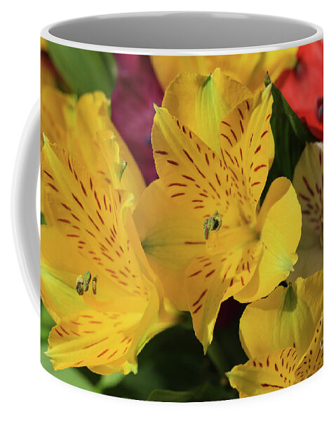 Peruvian Lily Perfection Coffee Mug featuring the photograph Peruvian Lily Perfection by Rachel Cohen