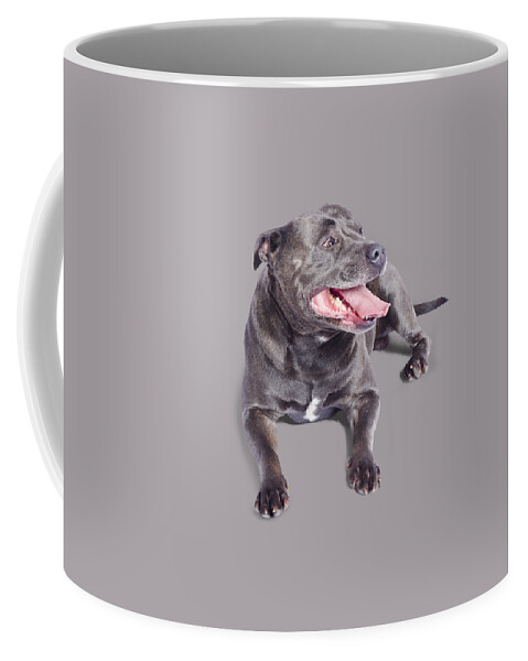 Staffordshire Coffee Mug featuring the photograph Pet Staffordshire Terrier dog by Jorgo Photography