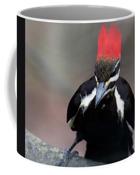 Woodpecker Coffee Mug featuring the photograph Petrie by Art Cole
