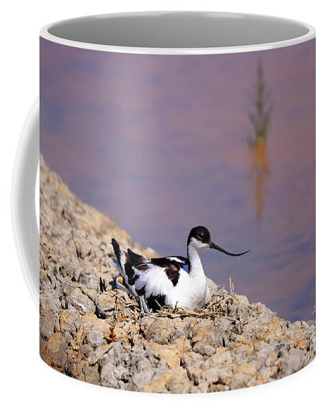 Avocet Coffee Mug featuring the photograph Pied avocet . by Frederic Bourrigaud